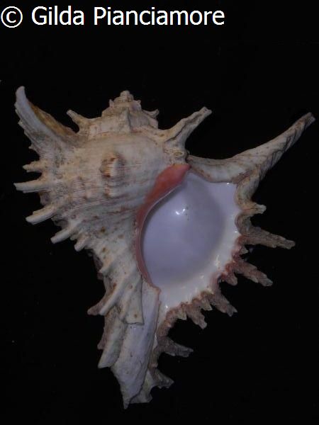 no photo for this shell